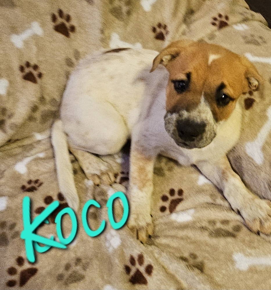 Koco (Coco)