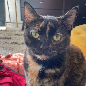 Hello I am a very sweet loving curious and a little but shy girl who is looking for my forever