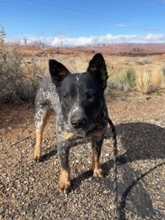 Joy, an adoptable Cattle Dog in Page, AZ, 86040 | Photo Image 1