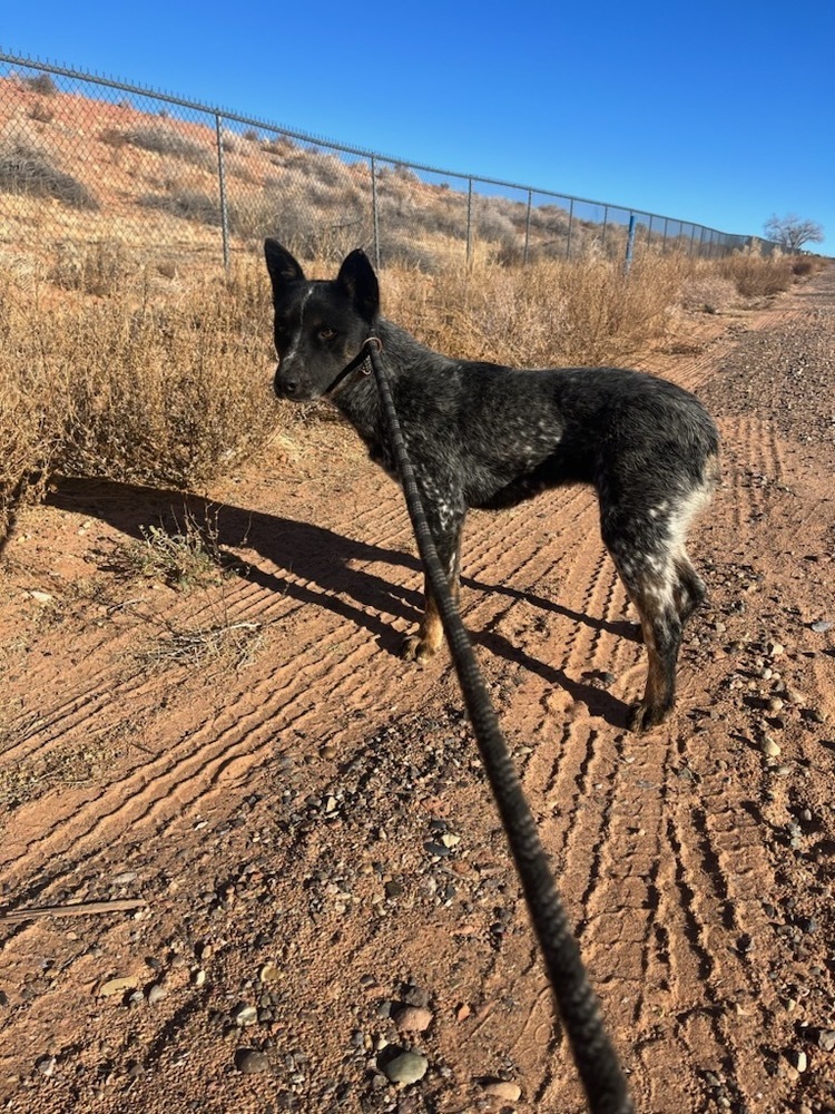 Joy, an adoptable Cattle Dog in Page, AZ, 86040 | Photo Image 2