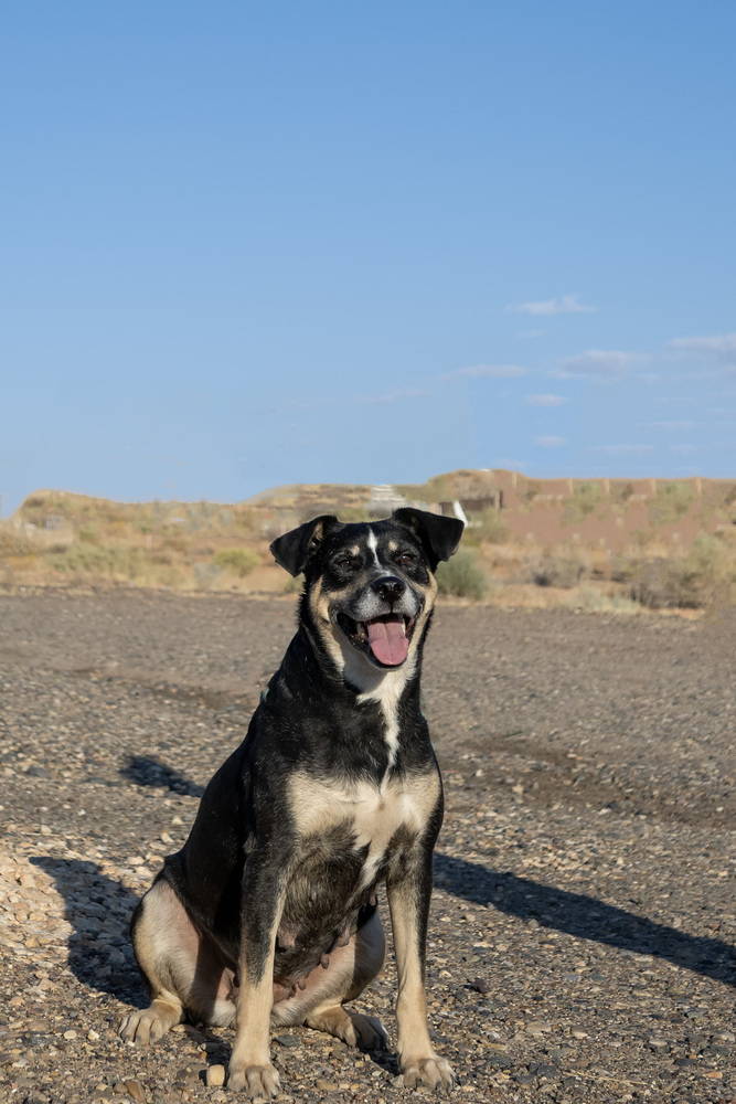 Scarlet, an adoptable Australian Cattle Dog / Blue Heeler, Mixed Breed in Page, AZ, 86040 | Photo Image 1