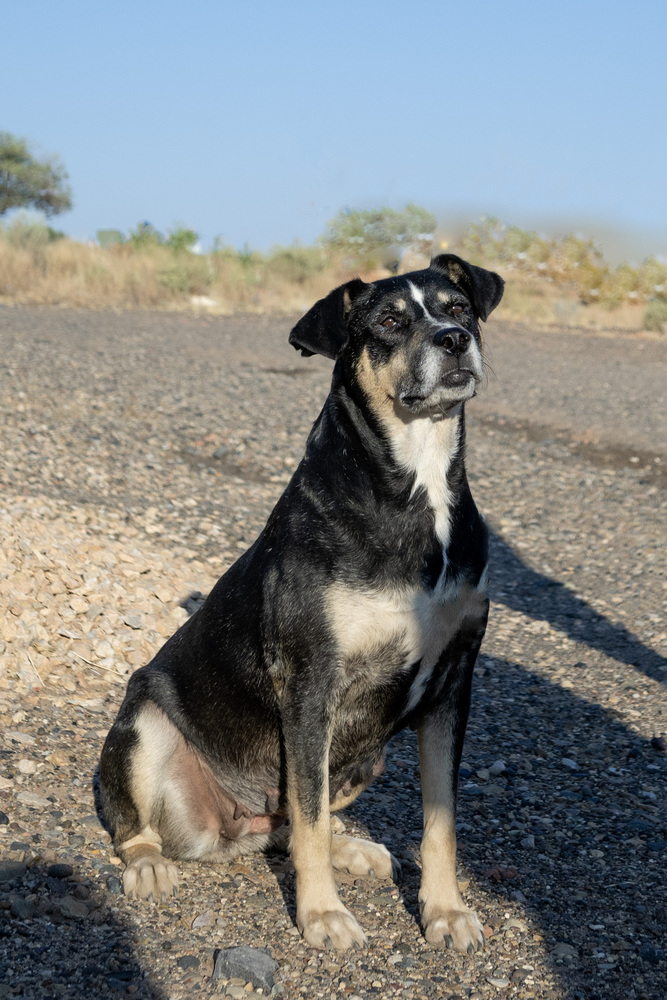 Scarlet, an adoptable Australian Cattle Dog / Blue Heeler, Mixed Breed in Page, AZ, 86040 | Photo Image 2