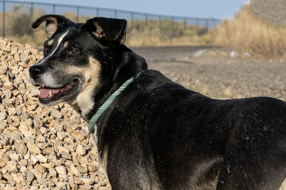 Scarlet, an adoptable Australian Cattle Dog / Blue Heeler, Mixed Breed in Page, AZ, 86040 | Photo Image 3