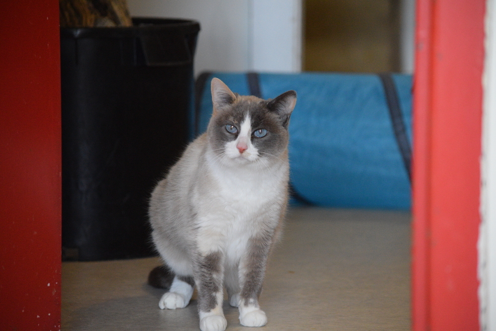 Gabbi, an adoptable Siamese, Domestic Medium Hair in Salmon, ID, 83467 | Photo Image 1