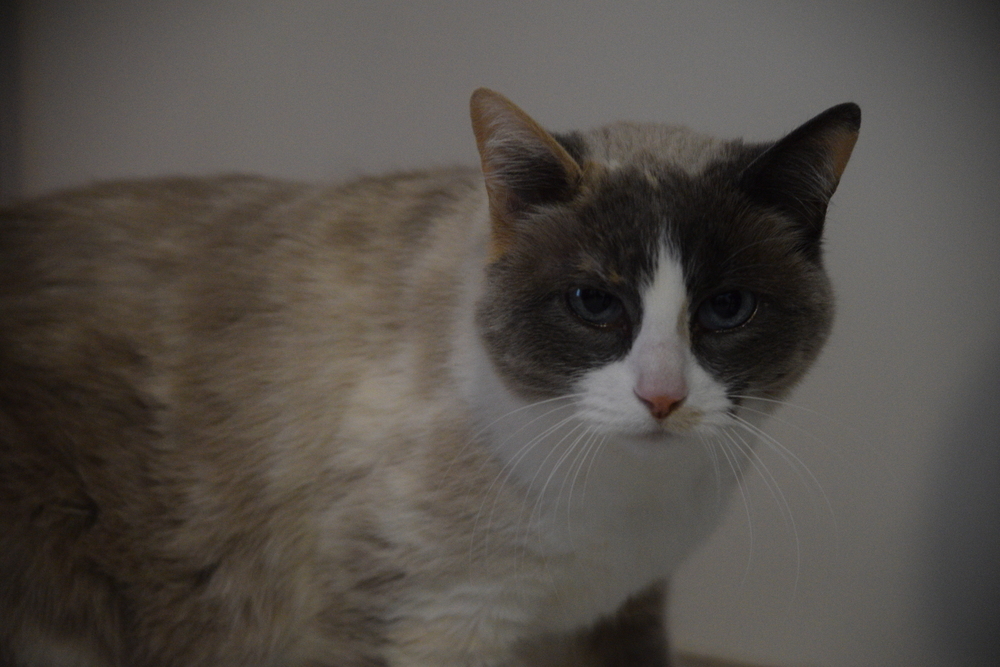 Gabbi, an adoptable Siamese, Domestic Medium Hair in Salmon, ID, 83467 | Photo Image 2