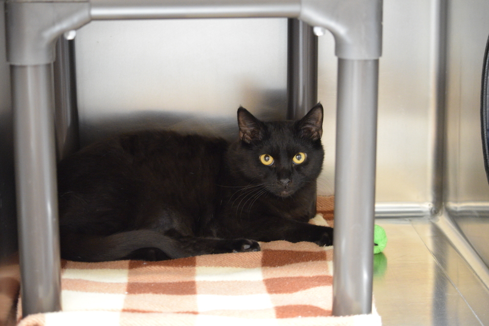 Ozzie, an adoptable Domestic Short Hair in Salmon, ID, 83467 | Photo Image 1