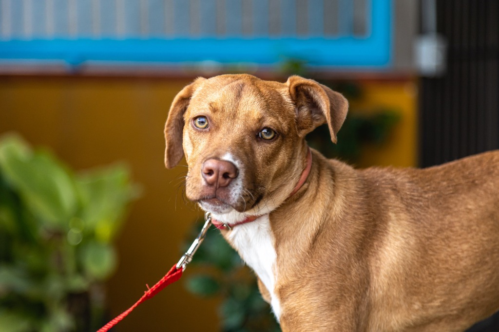 Ronnie, an adoptable Carolina Dog, Staffordshire Bull Terrier in Anacortes, WA, 98221 | Photo Image 7