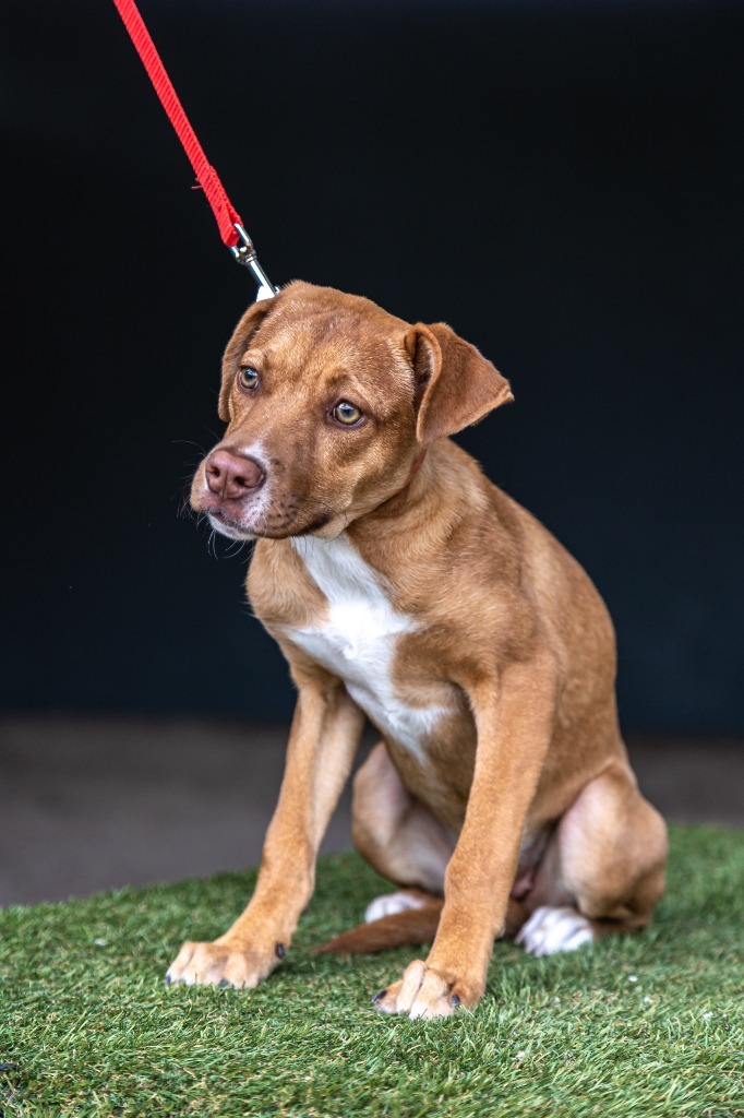 Ronnie, an adoptable Carolina Dog, Staffordshire Bull Terrier in Anacortes, WA, 98221 | Photo Image 8