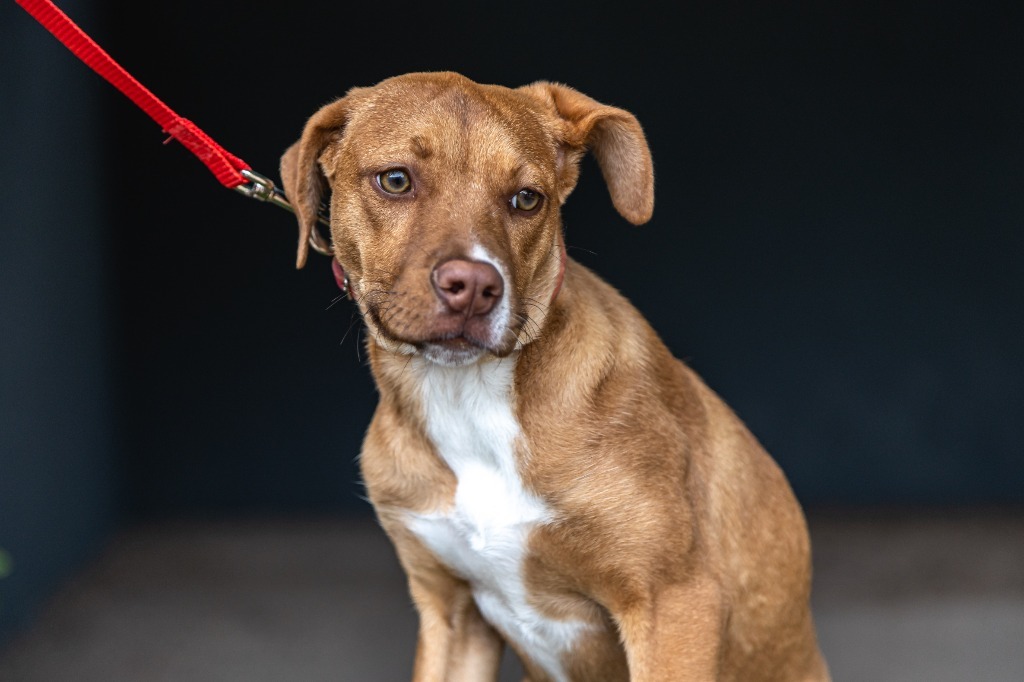 Ronnie, an adoptable Carolina Dog, Staffordshire Bull Terrier in Anacortes, WA, 98221 | Photo Image 9