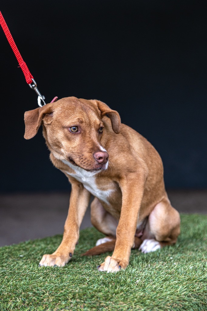 Ronnie, an adoptable Carolina Dog, Staffordshire Bull Terrier in Anacortes, WA, 98221 | Photo Image 10