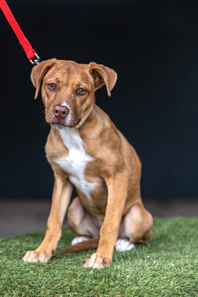 Ronnie, an adoptable Carolina Dog, Staffordshire Bull Terrier in Anacortes, WA, 98221 | Photo Image 11