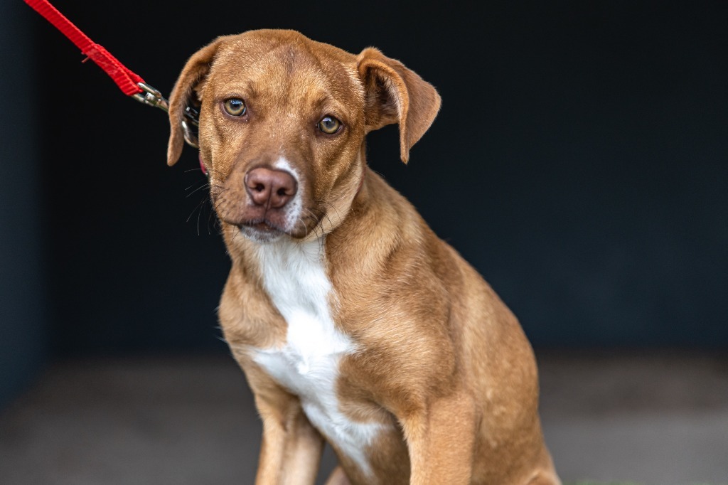 Ronnie, an adoptable Carolina Dog, Staffordshire Bull Terrier in Anacortes, WA, 98221 | Photo Image 12