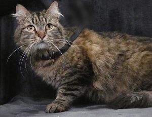 ANNIE Domestic Medium Hair Cat