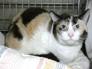 A5610153 Yoki is a large beautiful blue-eyed Calico who unfortunately found herself without a hom