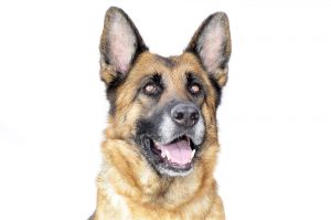BETHANY German Shepherd Dog Dog