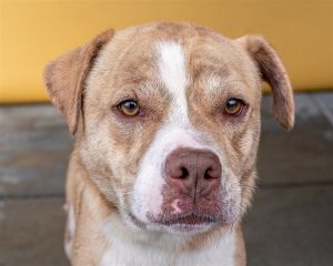 A5609591 Lenny is a diamond in the RUFF and ready to be your best friend In the