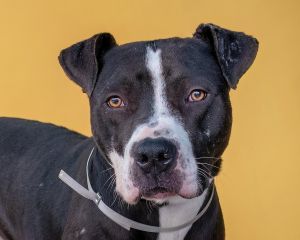 A5611232 Popeye is timid and nervous when you first meet him but then makes fast friends with new 