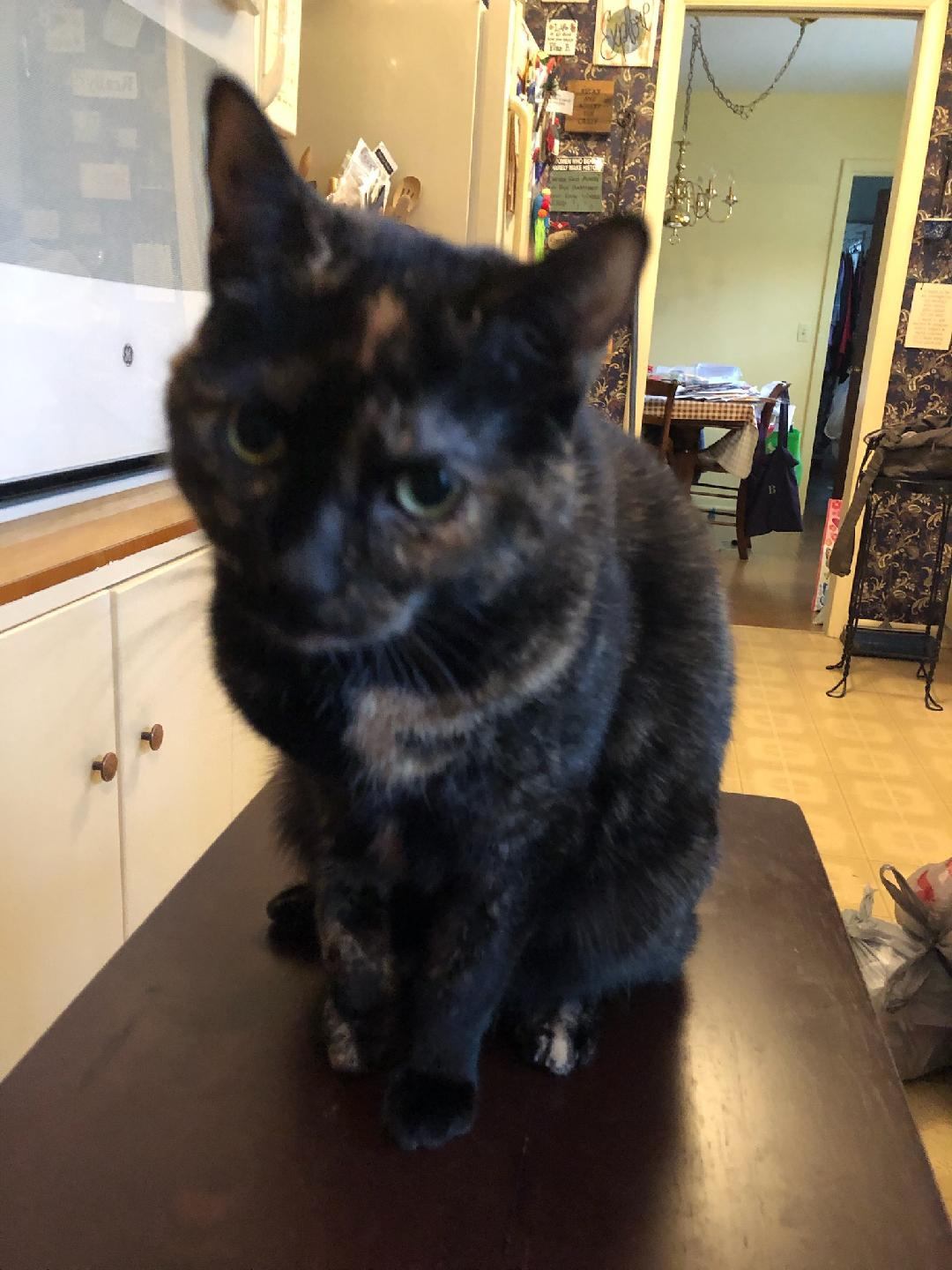 Goldie, an adoptable Tortoiseshell, Domestic Short Hair in Traverse City, MI, 49686 | Photo Image 1