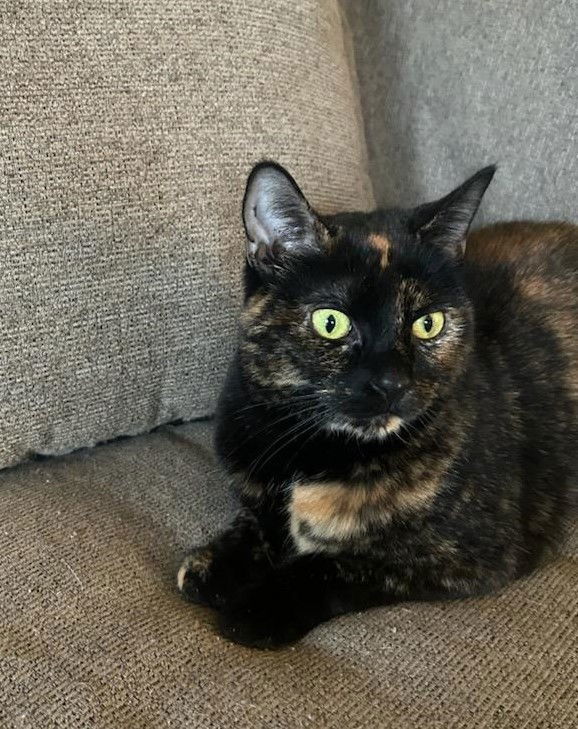 Goldie, an adoptable Tortoiseshell, Domestic Short Hair in Traverse City, MI, 49686 | Photo Image 2