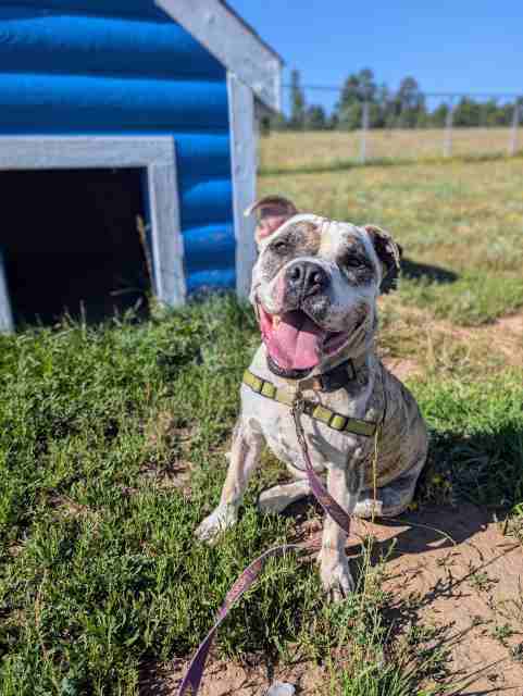 Pickles, an adoptable American Bulldog in Pagosa Springs, CO, 81147 | Photo Image 1