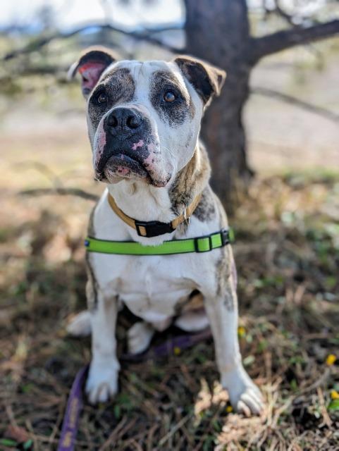 Pickles, an adoptable American Bulldog in Pagosa Springs, CO, 81147 | Photo Image 2