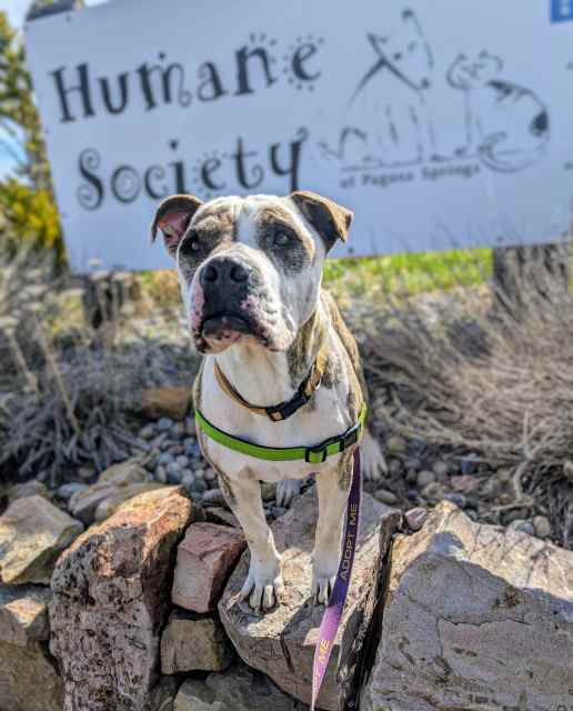 Pickles, an adoptable American Bulldog in Pagosa Springs, CO, 81147 | Photo Image 3