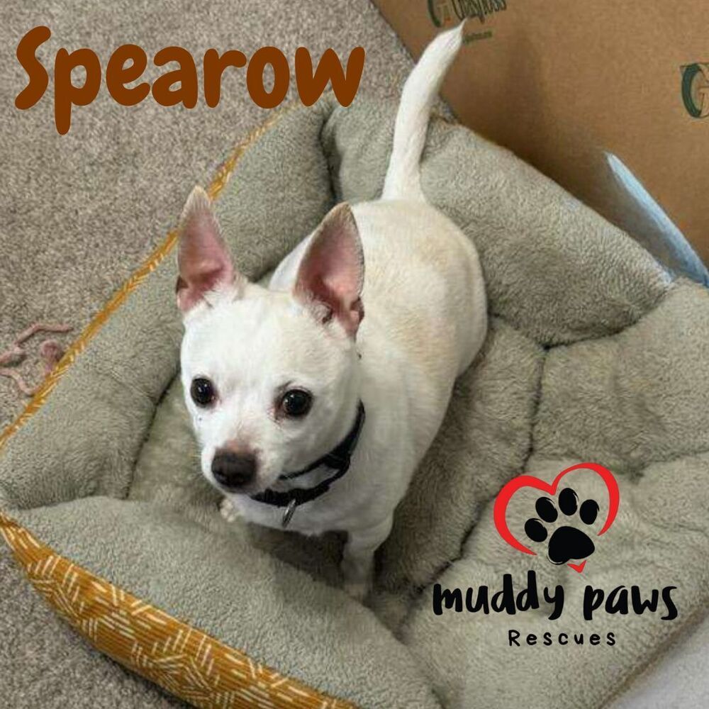 Spearow - Adoption Pending, an adoptable Chihuahua in Council Bluffs, IA, 51503 | Photo Image 1