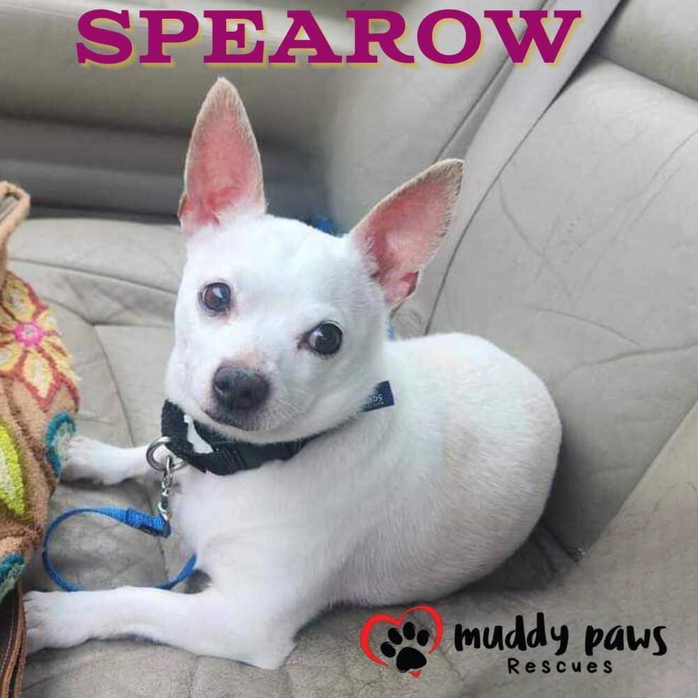 Spearow - Adoption Pending, an adoptable Chihuahua in Council Bluffs, IA, 51503 | Photo Image 2