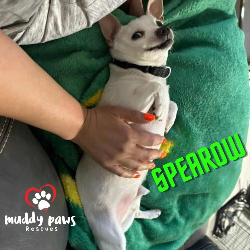 Spearow - Adoption Pending, an adoptable Chihuahua in Council Bluffs, IA, 51503 | Photo Image 3