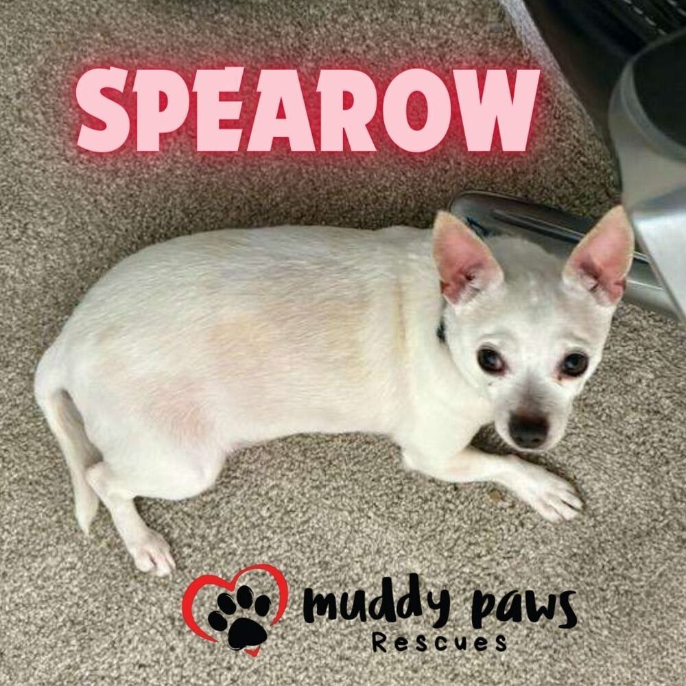 Spearow - Adoption Pending, an adoptable Chihuahua in Council Bluffs, IA, 51503 | Photo Image 4