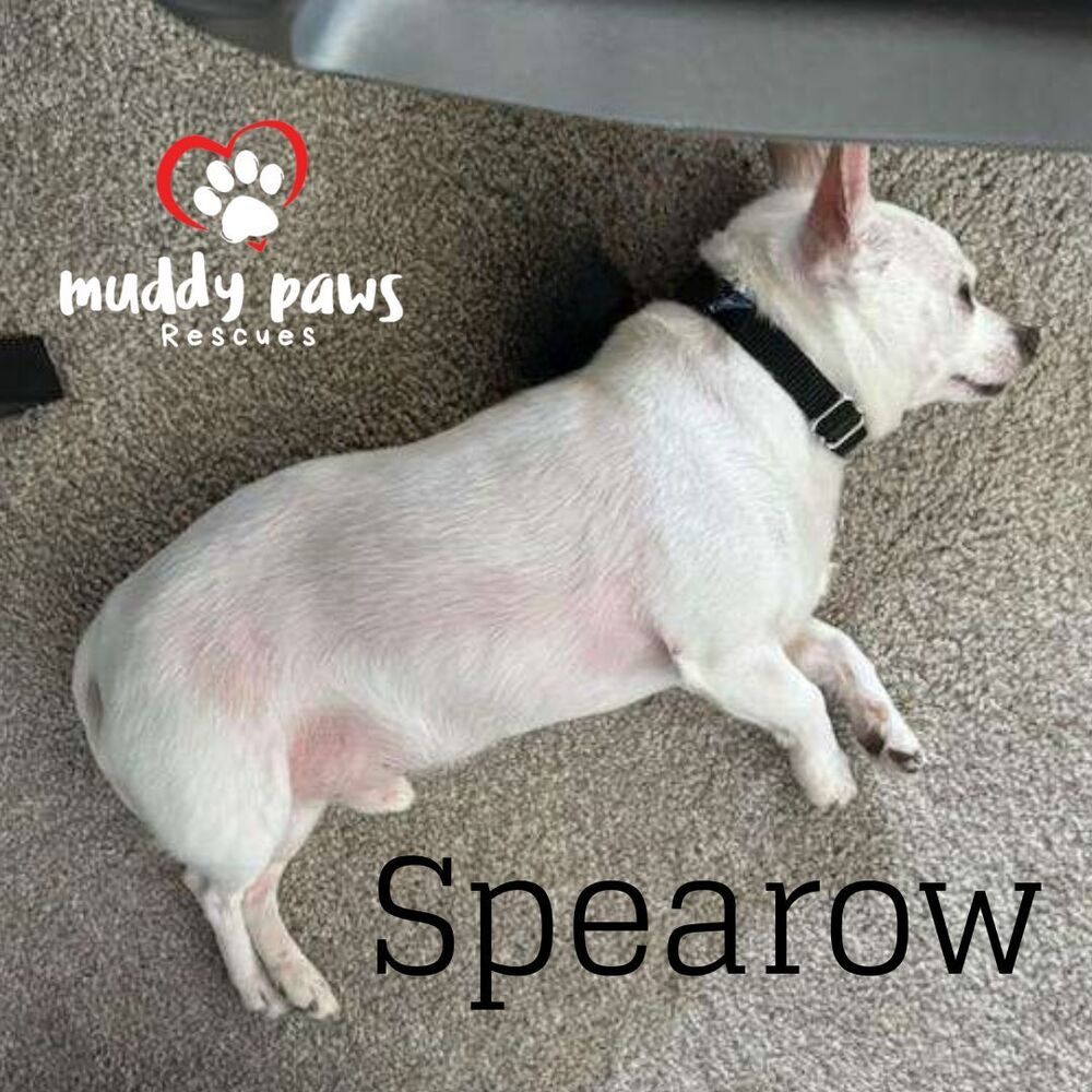 Spearow - Adoption Pending, an adoptable Chihuahua in Council Bluffs, IA, 51503 | Photo Image 5