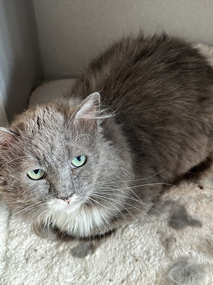 Sprout- adoption fee waived, an adoptable Domestic Long Hair in Lafayette, CO, 80026 | Photo Image 1