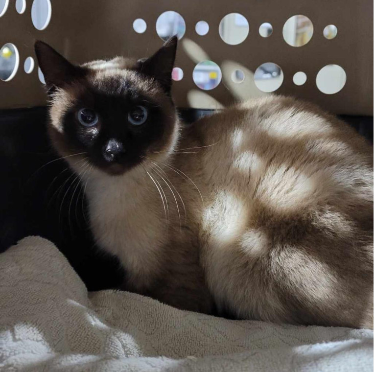 Batcat, an adoptable Siamese in Lafayette, CO, 80026 | Photo Image 1