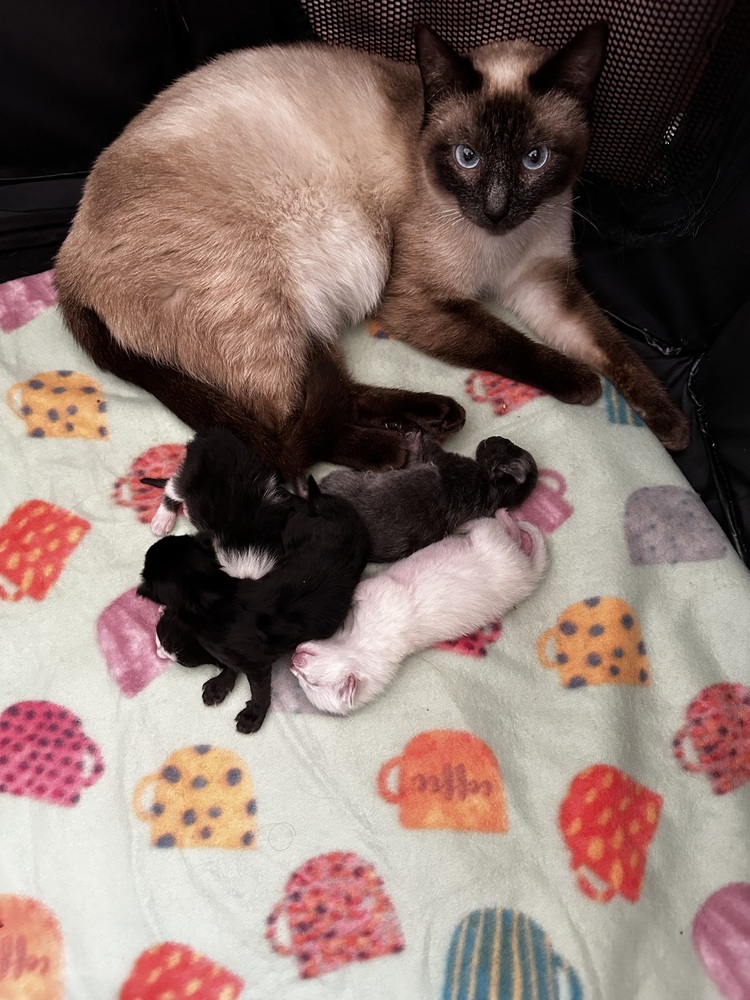 Batcat, an adoptable Siamese in Lafayette, CO, 80026 | Photo Image 2