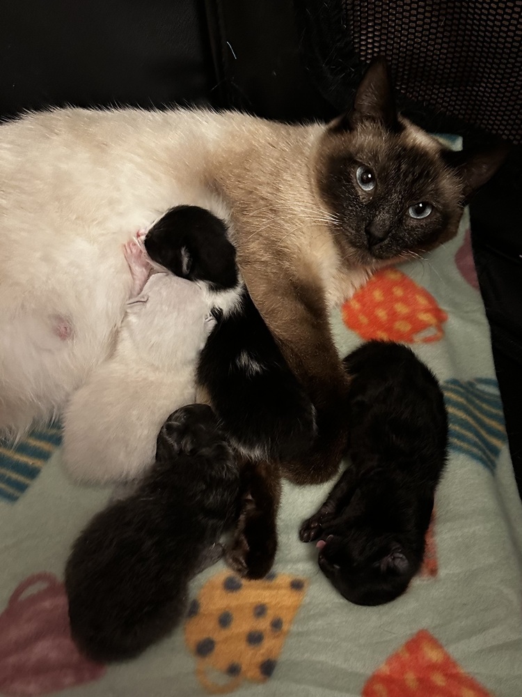 Batcat, an adoptable Siamese in Lafayette, CO, 80026 | Photo Image 3