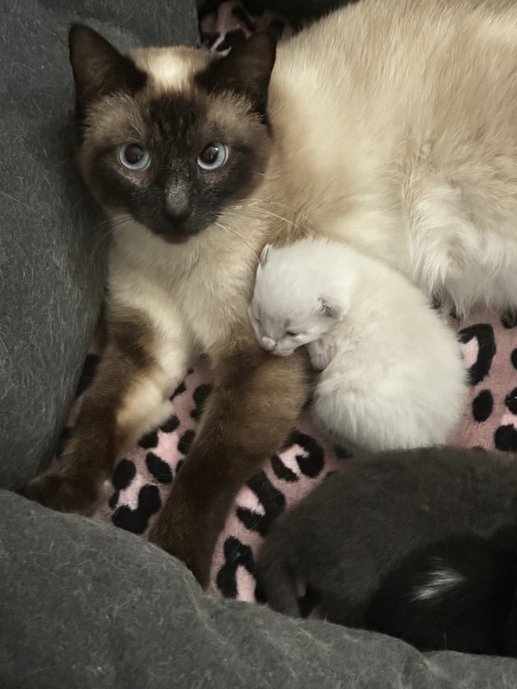 Batcat, an adoptable Siamese in Lafayette, CO, 80026 | Photo Image 5