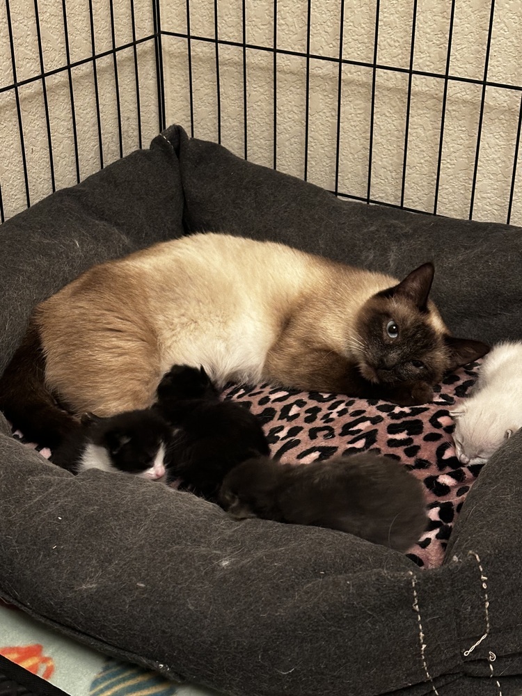 Batcat, an adoptable Siamese in Lafayette, CO, 80026 | Photo Image 6