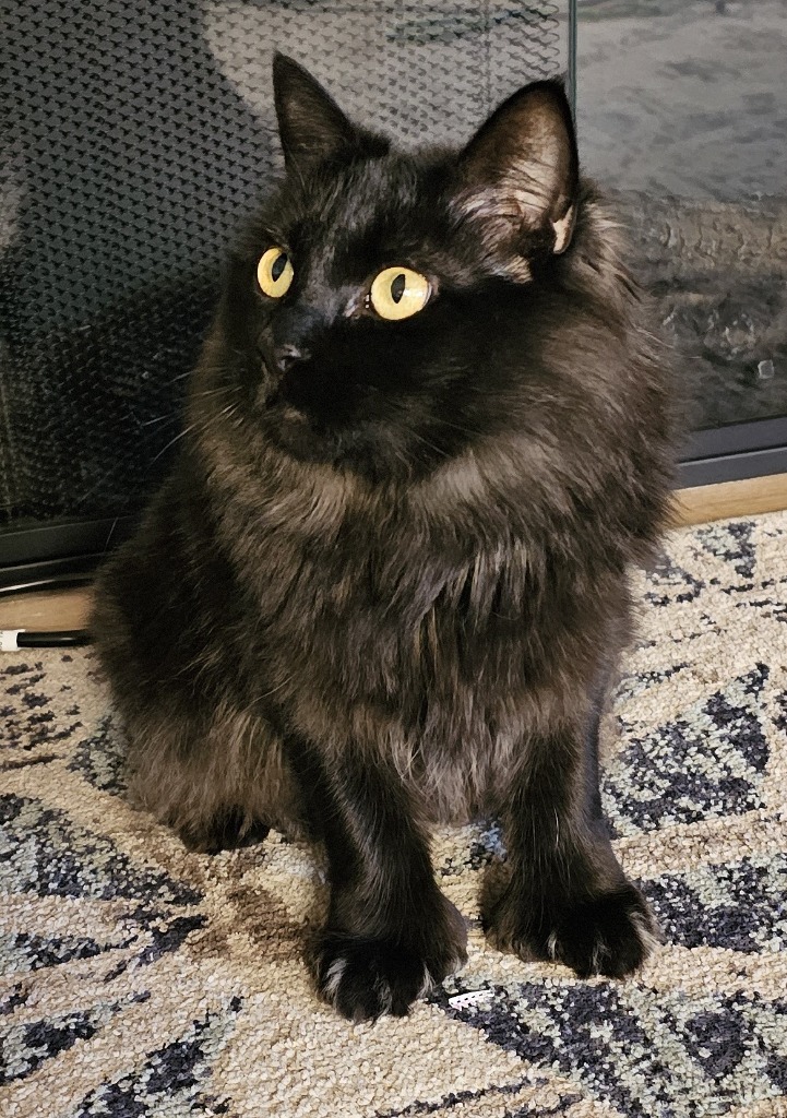 Glory, an adoptable Domestic Long Hair in Palmer, AK, 99645 | Photo Image 4