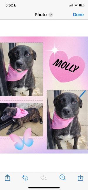 Molly