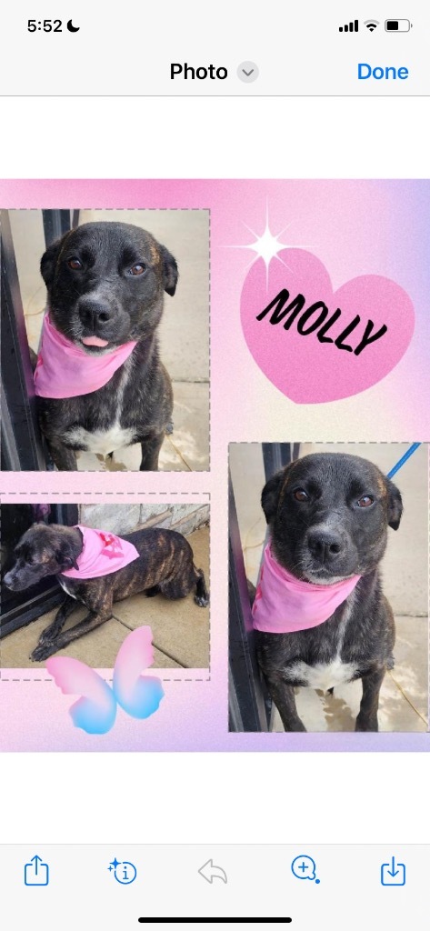 Molly 1
