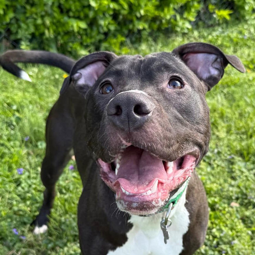 Brenda *Adopt*