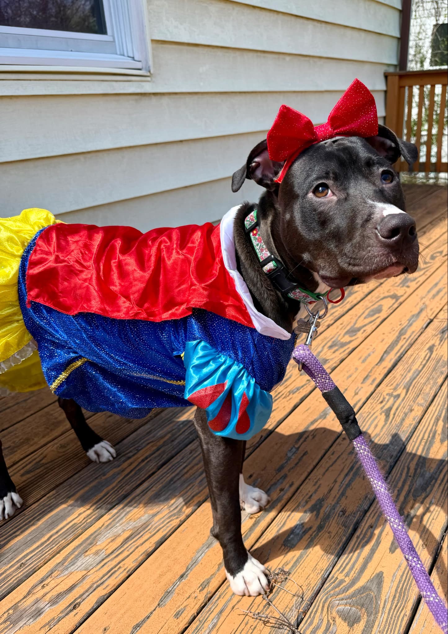 Brenda *Adopt*
