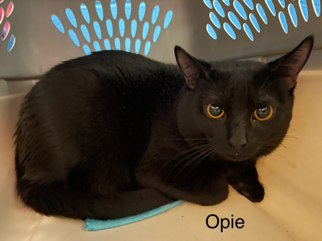 Opal