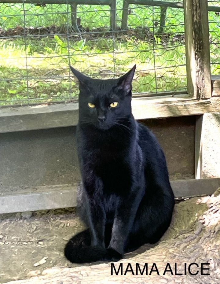 Mama Alice 1