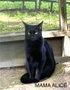 Mama Alice photo 1