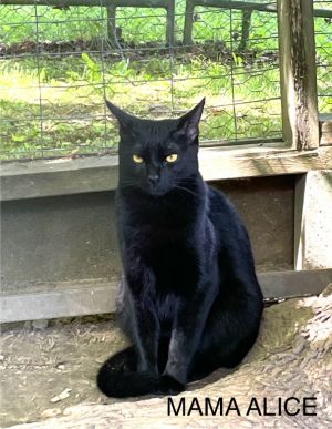 Mama Alice, Adult Female unknown