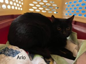 Arlene, Adult Female Domestic Medium Hair