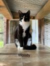 Woody photo 1