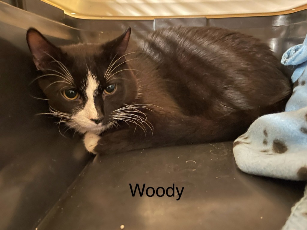 Woody