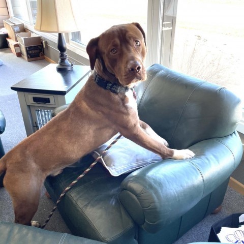 Boots, an adoptable Labrador Retriever, Basset Hound in Brainerd, MN, 56401 | Photo Image 3